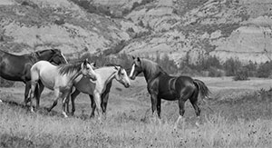 "Wild Horse b&w 5319"