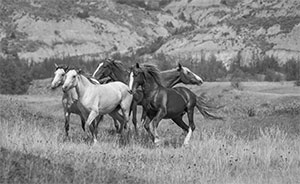 "Wild Horse b&w 5325"