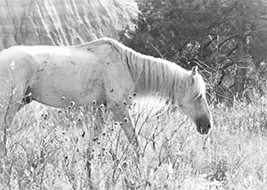 "Wild Horse b&w #4345"