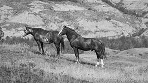 "Wild Horse b&w 5405"