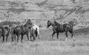 "Wild Horse b&w 5345"