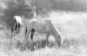 "Wild Horse b&w 4351"