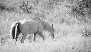 "Wild Horse b&w 4378"