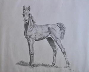 "Arab Filly" 8x10" pencil on paper