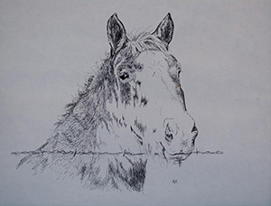"Barnyard Gelding" 11x14" pen and ink on paper