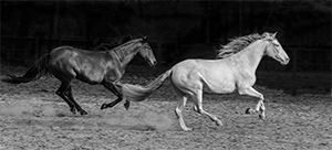 "Running Andalusians"