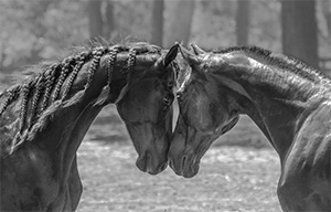 "The Greeting"