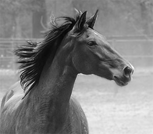 "Andalusian Beauty"