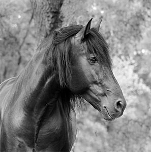 "Spanish Stallion"