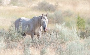 "Wild Horses color #4088"