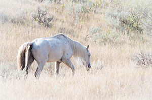 "Wild Horses color #4378"