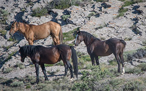 "Wild Horses color #9963"