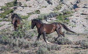 "Wild Horses color #9958"