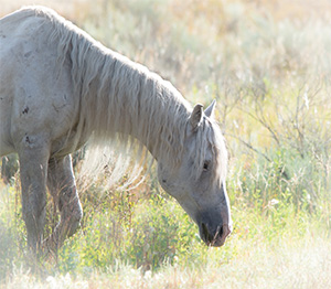 "Wild Horses color #4358"