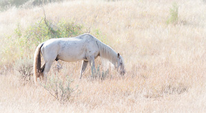 "Wild Horses color #4365"