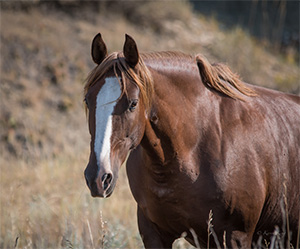 "Wild Horses color #4334"