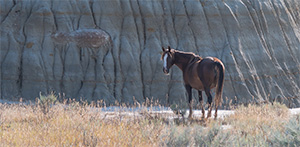 "Wild Horses color #4295"