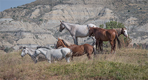 "Wild Horses color #4599"