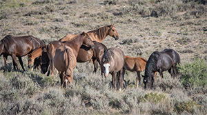 "Wild Horses color #9877"