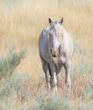 "Wild Horses color #4095"