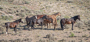 "Wild Horses color #9915"