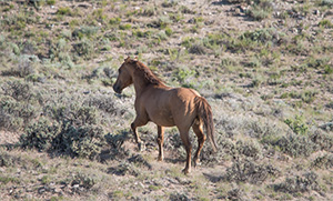 "Wild Horses color #9902"