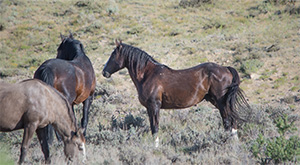 "Wild Horses color #9987"