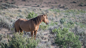 "Wild Horses color #9923"