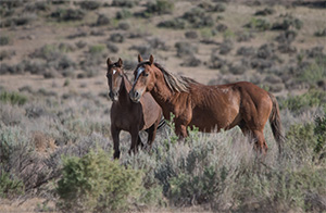 "Wild Horses color #0195"