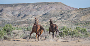 "Wild Horses color #0165"