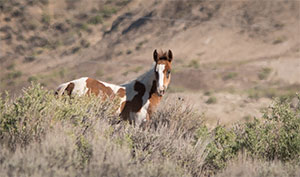 "Wild Horses color #0494"