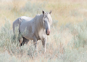 "Wild Horses color #4091"