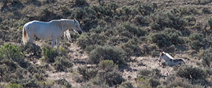 "Wild Horses color #0447"