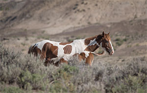 "Wild Horses color #0509"