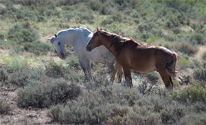 "Wild Horses color #0257"