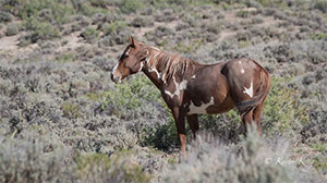 "Wild Horses color #0561"