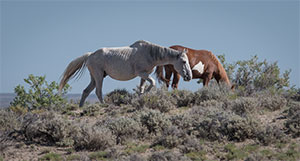 "Wild Horses color #0533"