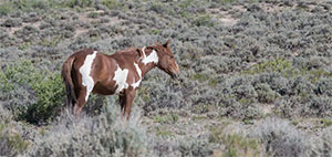 "Wild Horses color #0553"