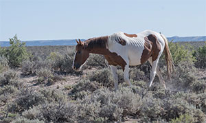 "Wild Horses color #0575"