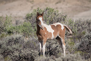 "Wild Horses color #0542"