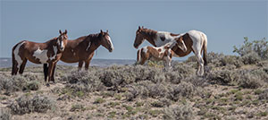 "Wild Horses color #0603"