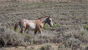 "Wild Horses color #0591"