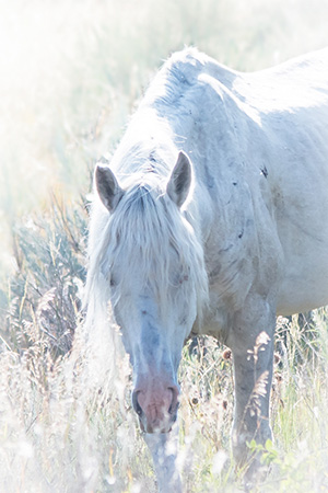 "Wild Horses color #4262"