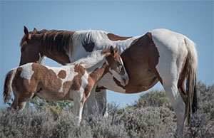 "Wild Horses color #0607"