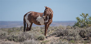 "Wild Horses color #0632"