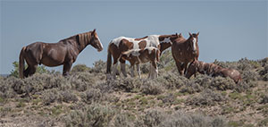 "Wild Horses color #0684"