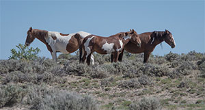 "Wild Horses color #0644"