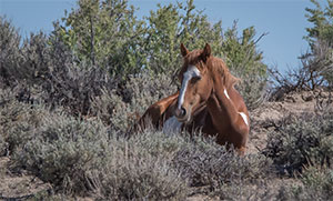 "Wild Horses color #0653"