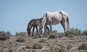 "Wild Horses color #0708"