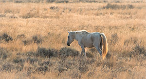 "Wild Horses color #2702"